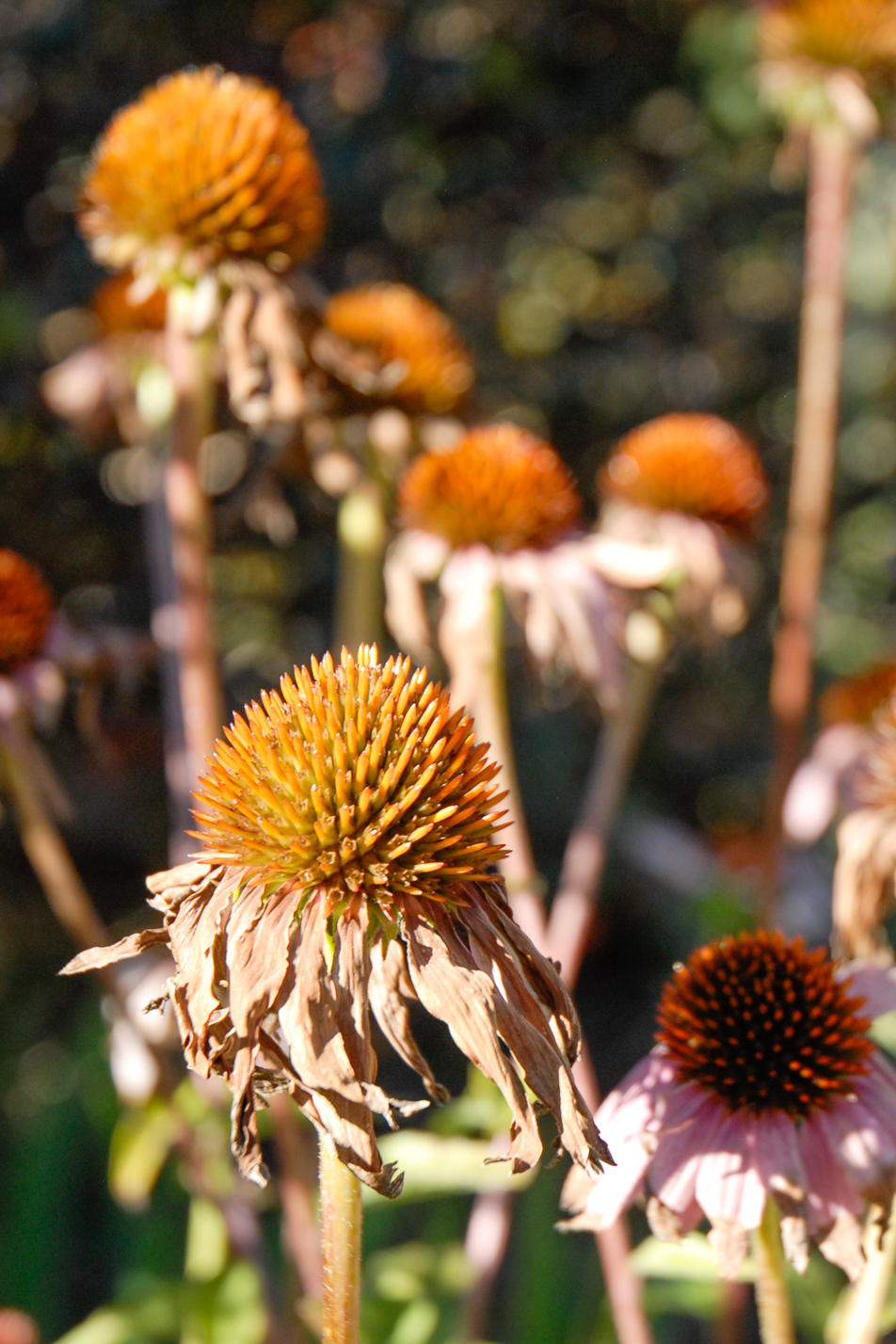 Purple Coneflower
